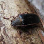 Trnoštítec horský