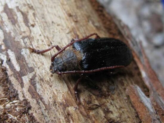 Trnoštítec horský