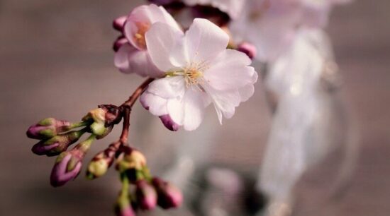 Třešeň jako barborka