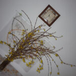 Zlatice jako barborka