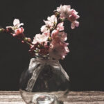 Třešeň jako barborka