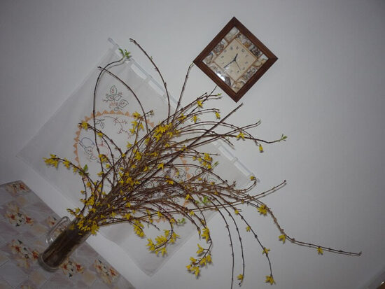 Zlatice jako barborka