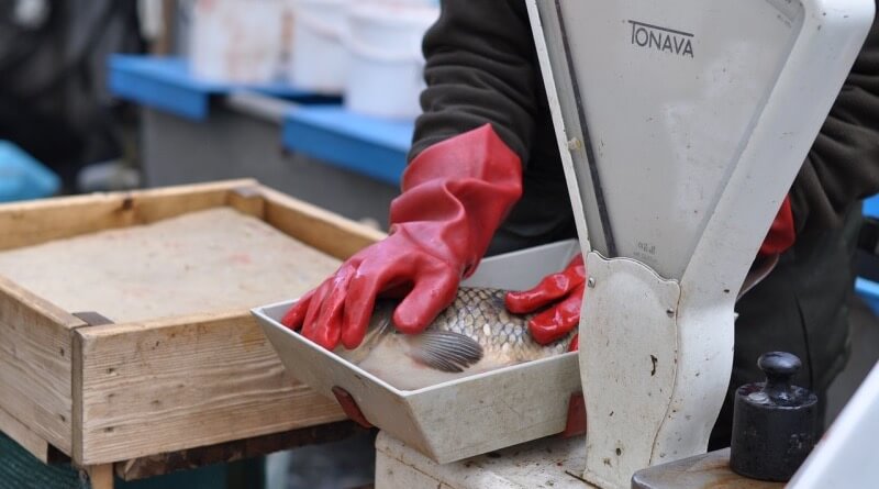 prodej kapra na vánoce