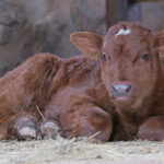 Tur domácí - červina