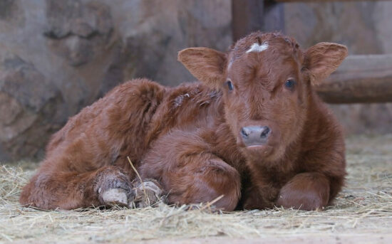 Tur domácí - červina