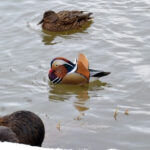 Kachnička mandarínská v Dobřanech