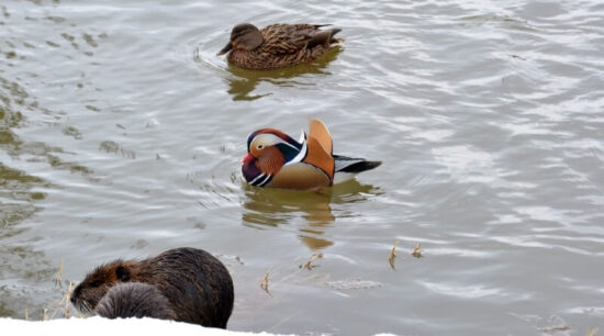 Kachnička mandarínská v Dobřanech