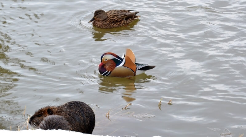 Kachnička mandarínská v Dobřanech