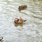 Kachnička mandarínská v Dobřanech