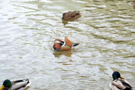 Kachnička mandarínská v Dobřanech