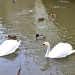 Labutě a kachny