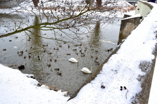 Hejno kachen a labutě