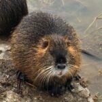 Nutrie říční