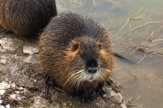 Nutrie říční