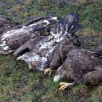 Otrávení orli na Klatovsku