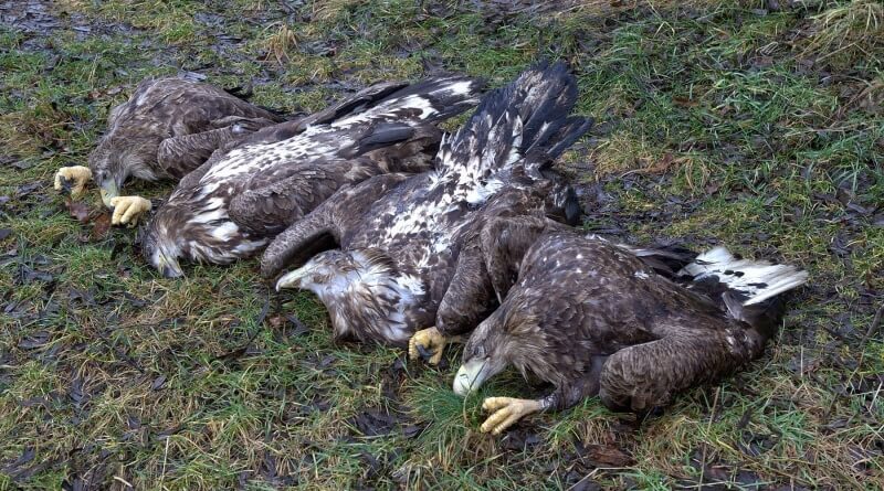 Otrávení orli na Klatovsku