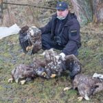 Otrávení orli na Klatovsku