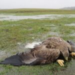 Otrávení orli na Klatovsku