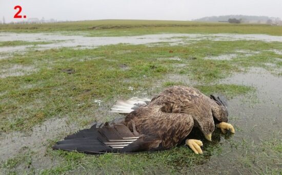 Otrávení orli na Klatovsku