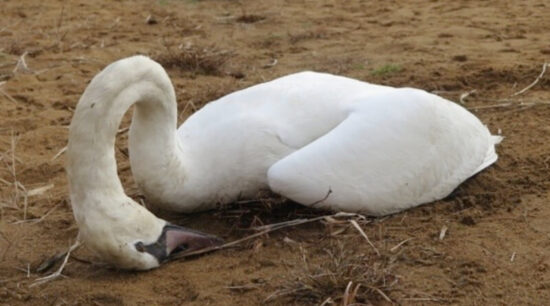 uhynulá labuť
