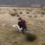 Uhynulá labuť na ostrůvku