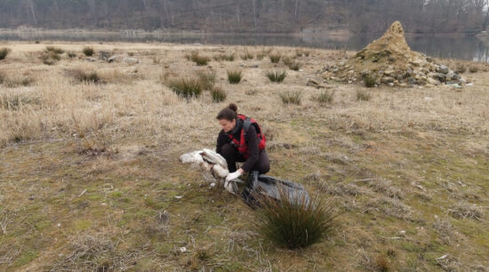 Uhynulá labuť na ostrůvku