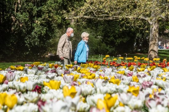 Květiny v sadovém okruhu