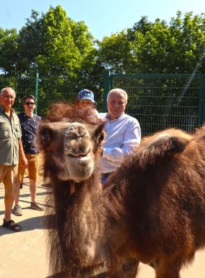 Křtiny malé velbloudice