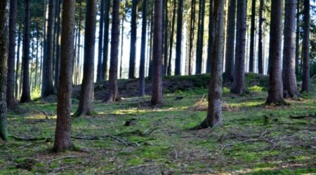 bojiště u Rozvadova