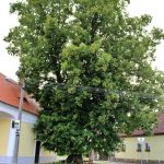 Památná lípa v Borovech