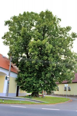 Památná lípa v Borovech