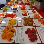 Nezvěstické Chillihraní