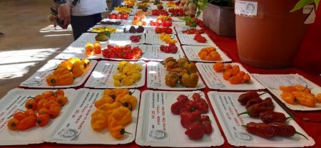 Nezvěstické Chillihraní