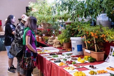 Nezvěstické Chillihraní