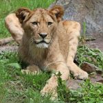 Lev berberský - 1. narozeniny