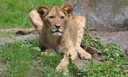 Lev berberský - 1. narozeniny