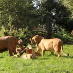 Lev berberský - 1. narozeniny