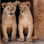 Lev berberský - 1. narozeniny