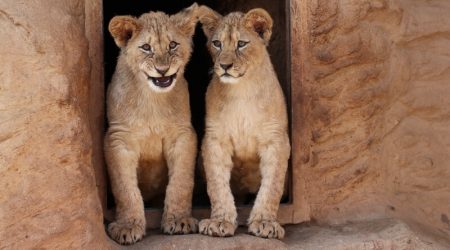 Lev berberský - 1. narozeniny