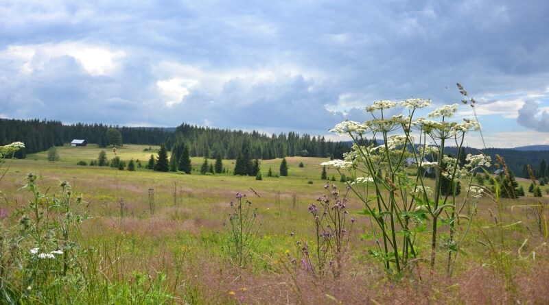šumava