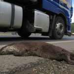 Sražená vydra říční nedaleko Plzně