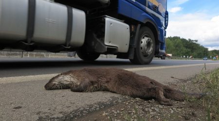 Sražená vydra říční nedaleko Plzně