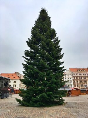 Vánoční strom 2021