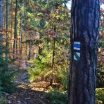 Značky v Kokotském polesí