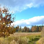 Dolní kokotský rybník