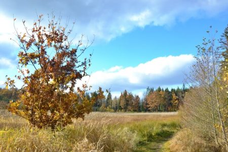 Dolní kokotský rybník