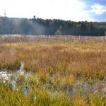 Dolní kokotský rybník