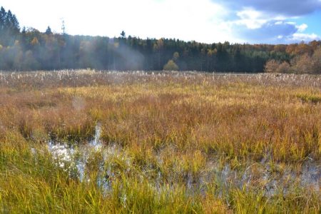 Dolní kokotský rybník