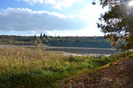 Dolní kokotský rybník