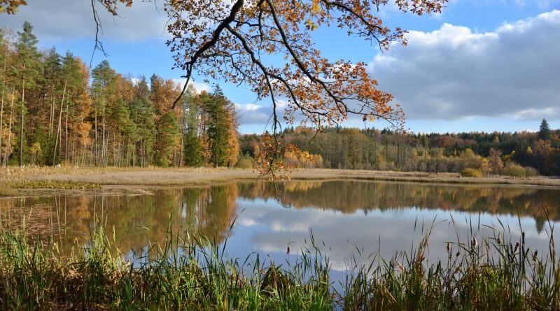 Dolní kokotský rybník